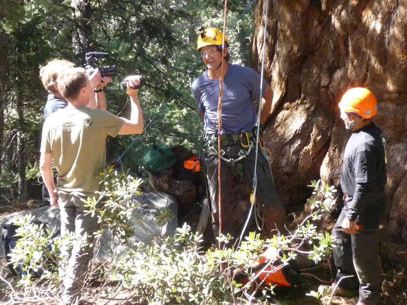 Illustration for article titled This Nonprofit Is Quietly Cloning the World's Largest (and Oldest) Trees